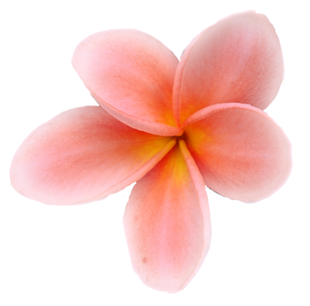 pink-plumeria-flower-2